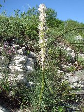 Асфоделина крымская 004